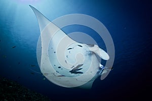 A Manta ray - Manta alfredi