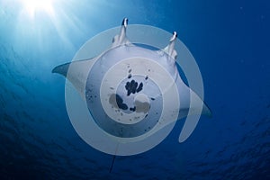 A Manta ray - Manta alfredi