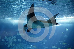 Manta Ray, manta alfredi, Adult, Underwater View