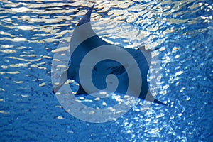 Manta Ray, manta alfredi, Adult, Underwater View