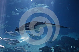 Manta Ray, manta alfredi, Adult, Underwater View