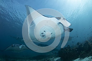 A Manta Ray - Manta alfredi - at a cleaning station