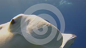 Manta Ray Mouth Close Up & Wide Open. Reef Manta Feeding Off Blue Sea Plankton