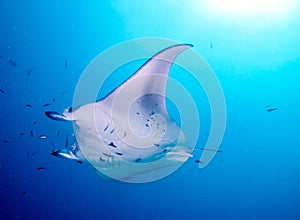 Manta Ray