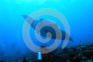 Manta Ray over Reef