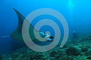 Manta Ray over Reef