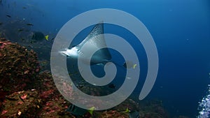 Manta ray ramp fish and diver underwater o amazing seabed in Galapagos.