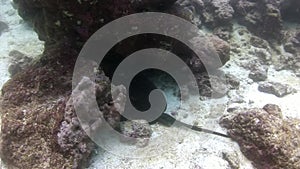 Manta ray ramp fish underwater on background of amazing seabed in Galapagos.