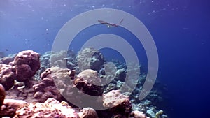 Manta ray ramp fish underwater on background of amazing seabed in Maldives.