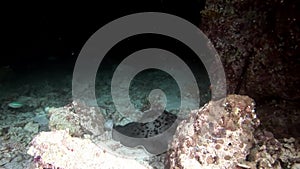 Manta ray ramp fish underwater on background of amazing seabed in Maldives.