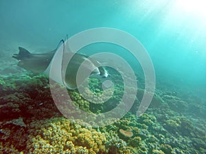 Manta ray on the reef