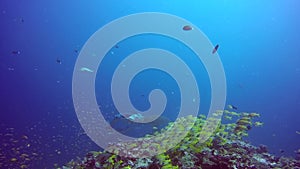 Manta ray relax on background of underwater school fish in ocean Maldives.