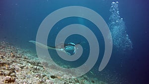 Manta ray relax and divers underwater in ocean Maldives.