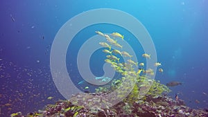 Manta ray relax in striped snapper school fish seabed in clear blue water.