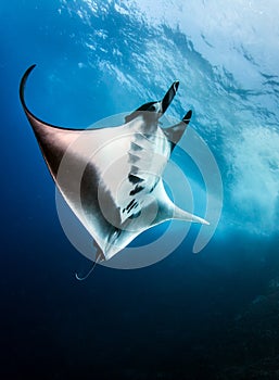 Manta Ray at Roca Partida, Mexico