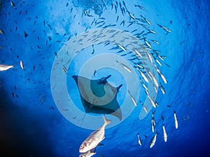 Manta Ray at Roca Partida, Mexico photo