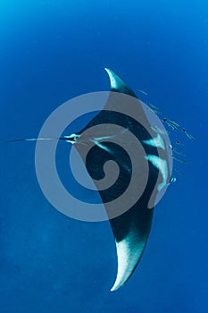Manta ray with school of remola from above on the blue background,Koh Bon , Similan Marine National Park ,Thailand