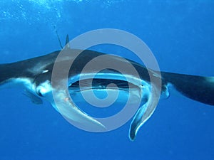 Manta Ray Seychelles