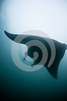 Manta Ray Silhouette