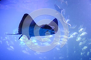 Manta ray, sting ray, electric ray is moving in the big tank in aquarium.