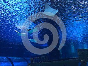 Manta ray, sting ray, electric ray is moving in the big tank in kaiyukan aquarium at japan