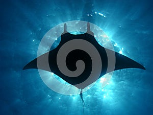 Manta ray sunburst
