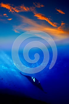 Manta Ray in the sunset