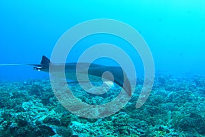 Manta ray swimming above coral reef