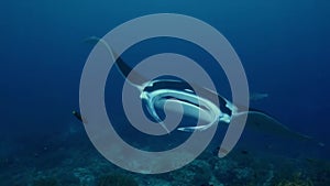 Manta ray swimming and eating plankton around in the ocean