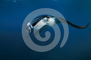 Manta ray swimming freely in ocean. Giant manta in the blue background