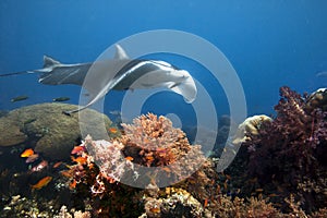 Manta ray swimming over coral reef.