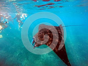 Manta ray swimming past tourists