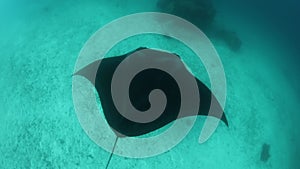 Manta Ray Swimming of Seafloor