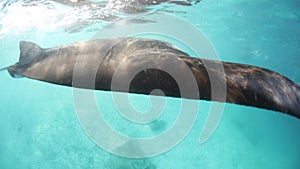 Manta Ray Swimming Under Surface
