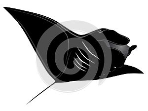 Manta Ray, tattoo