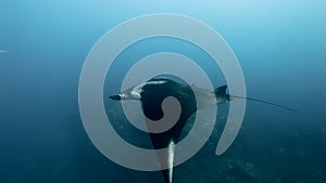 Manta Ray in underwater among reefs and divers.