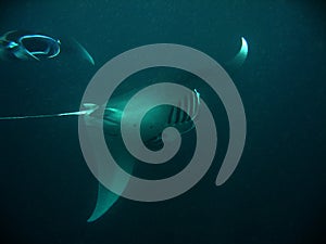 Manta Rays