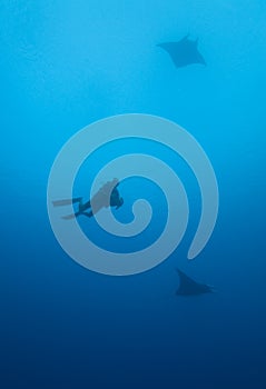 Manta Rays and SCUBA Diver