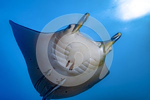 Manta underwater in the blue ocean background in bora bora polynesia