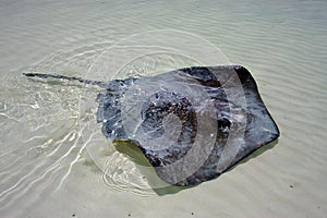 Manta in the water