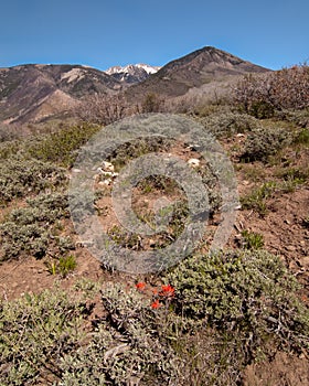 Manti-La Sal National Forest