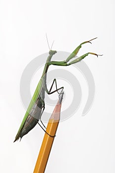 Mantid