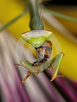 Mantid Nymph preying on a Western Honey Bee