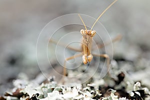 Mantid portrait photo