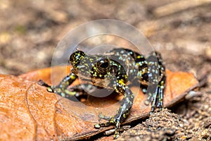 Mantidactylus lugubris, Ranomafana National Park, Madagascar wildlife