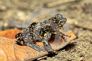 Mantidactylus lugubris, Ranomafana National Park, Madagascar wildlife