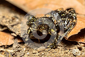 Mantidactylus lugubris, Ranomafana National Park, Madagascar wildlife