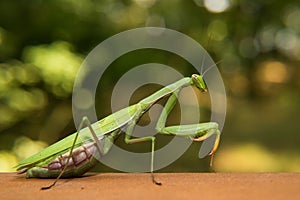 Mantide in the nature photo