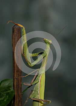 Mantids- Mantidae is one of the largest families in the order of praying mantids, based on the type species Mantis religiosa.