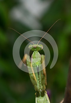 Mantids- Mantidae is one of the largest families in the order of praying mantids, based on the type species Mantis religiosa.